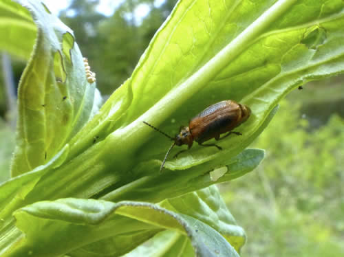 Galerucella Beetle