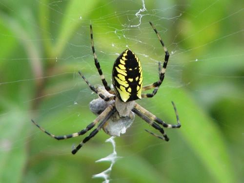 Black and Yellow Garden Spider