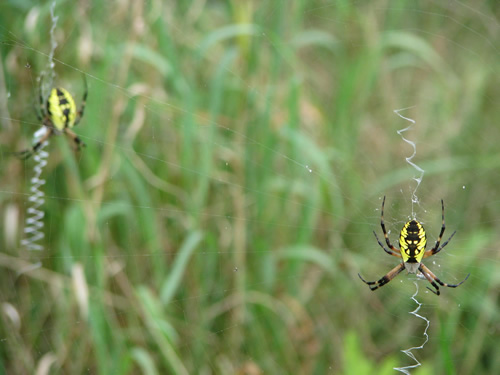 Black and Yellow Garden Spider