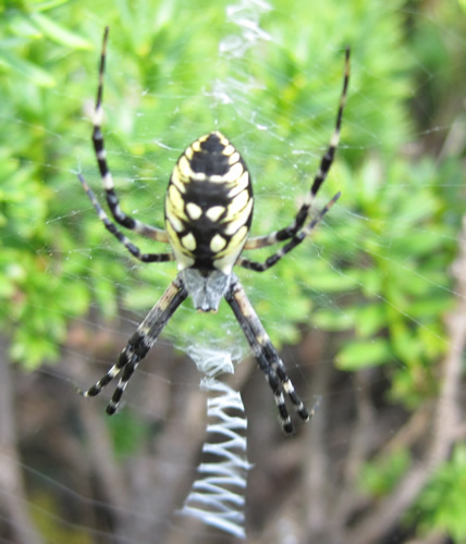 Black and Yellow Garden Spider