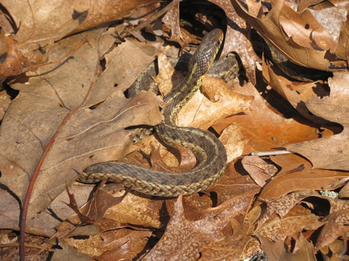 Garter Snake