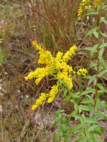 Goldenrod