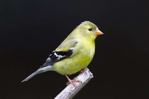 American Goldfinch