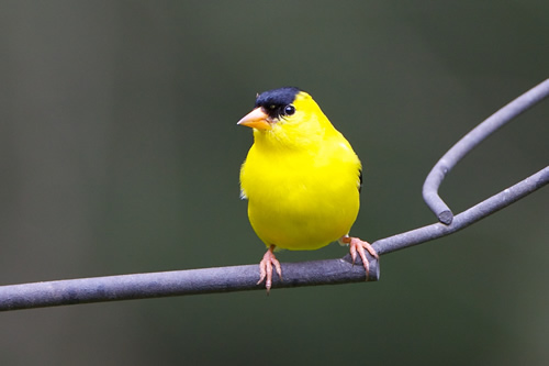 American Goldfinch