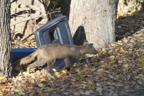 Gray Fox