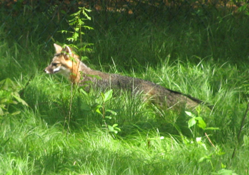 Gray Fox