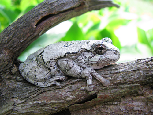 Gray Tree Frog