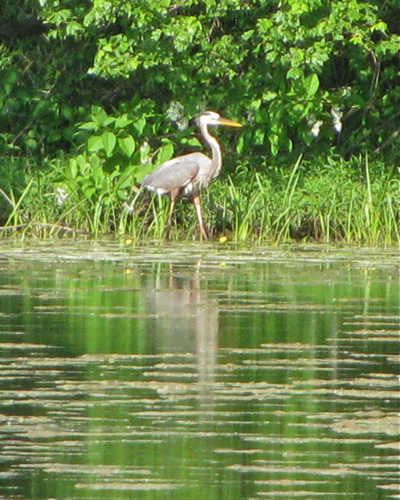 Great Blue Heron