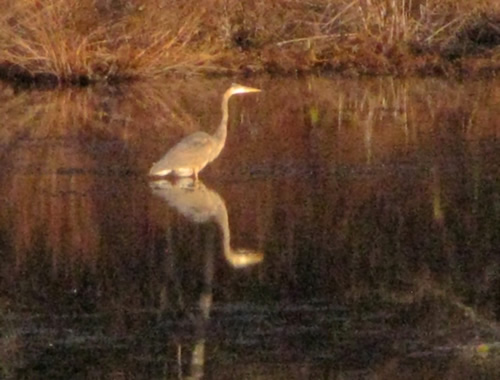 Great Blue Heron