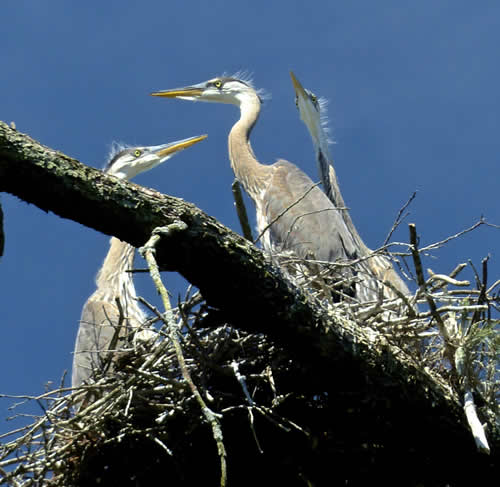 Great Blue Heron Rookery