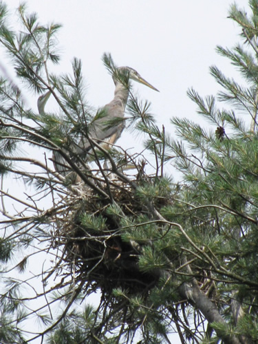 Great Blue Heron Rookery