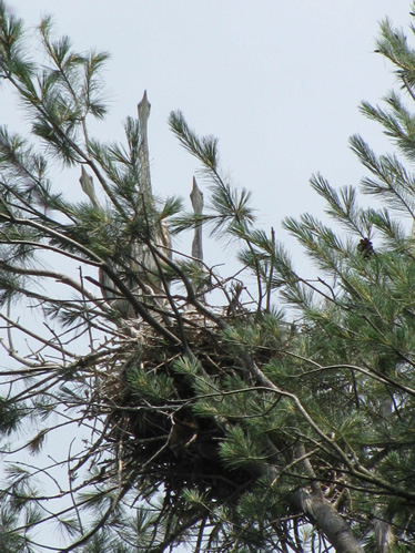 Great Blue Heron Rookery