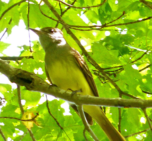 Great Crested Flycatcher