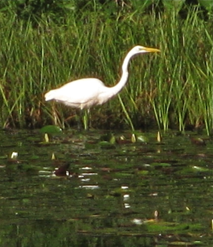 Great Egret