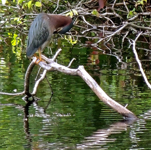 Green Heron