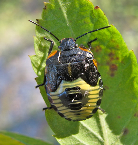 Green Stink Bug Nymph