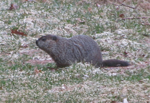Groundhog