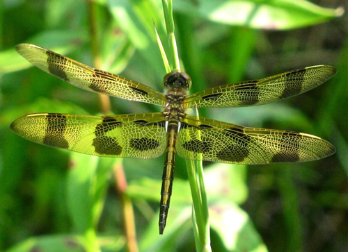 Halloween Pennant Dragonfly