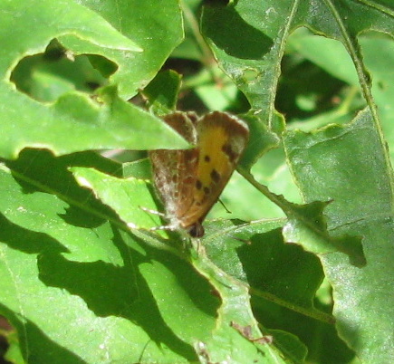 North American Harvester Butterfly