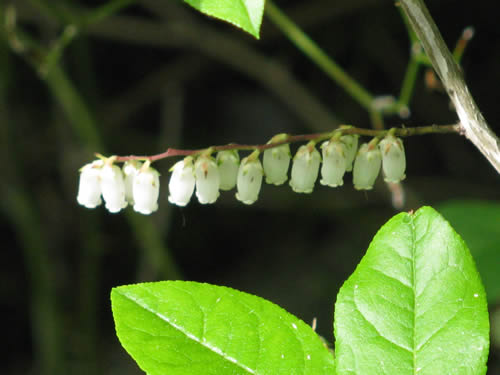 Highbush Blueberry