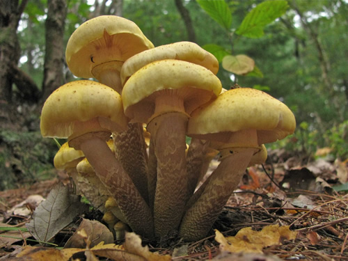 Honey Mushrooms