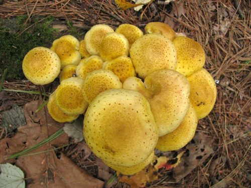 Honey Mushrooms