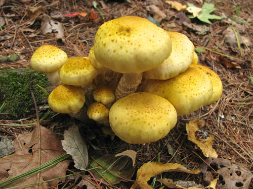 Honey Mushrooms