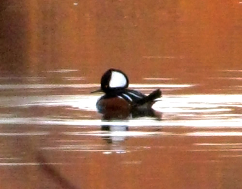 Hooded Merganser (male)