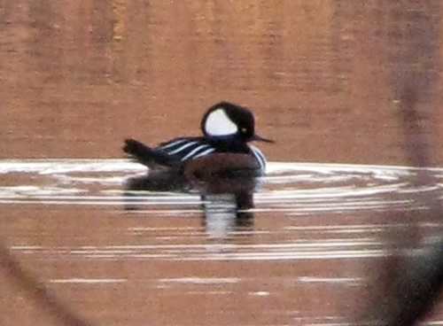 Hooded Merganser (male)