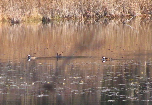 Hooded Merganser