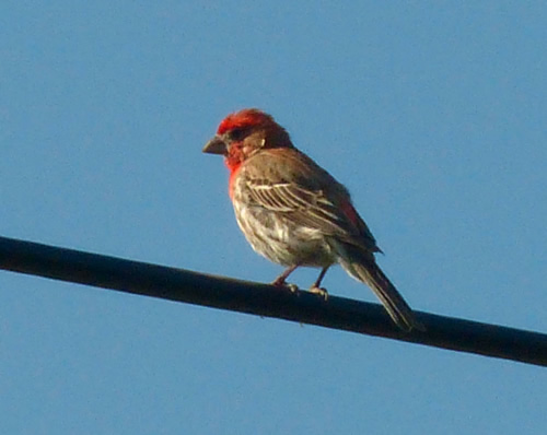 House Finch