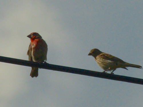 House Finch