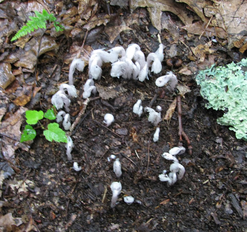 Indian Pipe