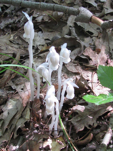 Indian Pipe