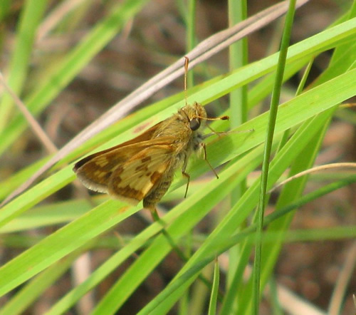 Indian Skipper Butterfly