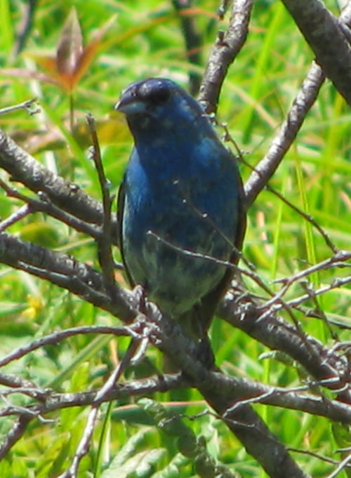 Indigo Bunting