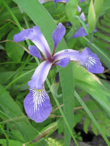 Iris (Harlequin Blueflag)