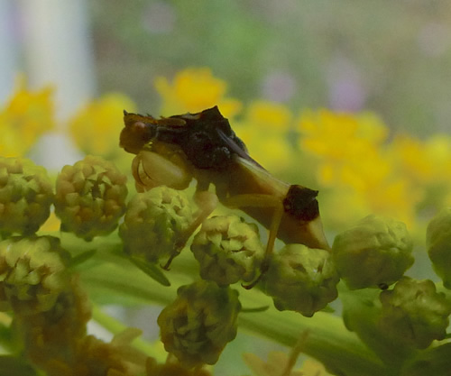 Jagged Ambush Bug