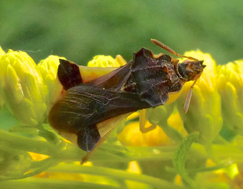 Jagged Ambush Bug