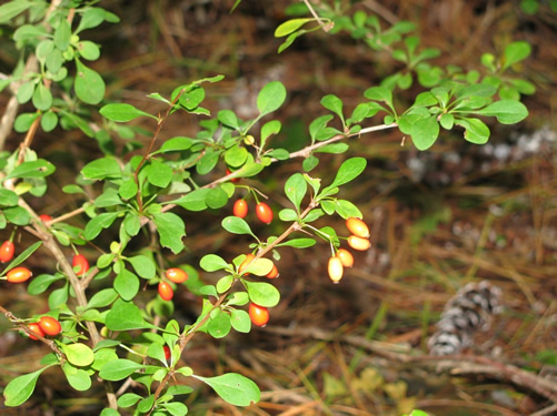 Japanese Barberry