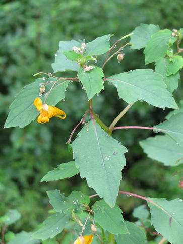 Jewelweed