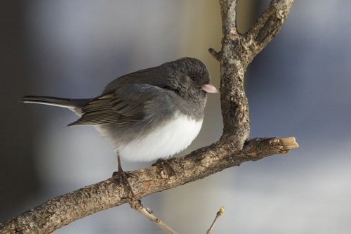 Dark-Eyed Junco