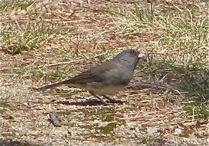 Dark-Eyed Junco