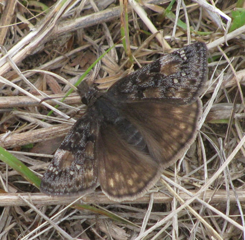 Juvenal's Duskywing