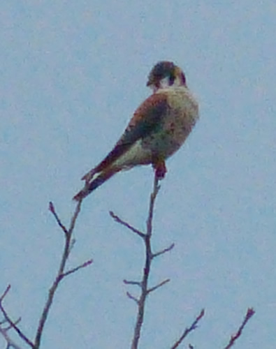 Kestrel