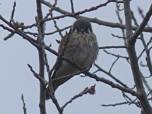 Kestrel