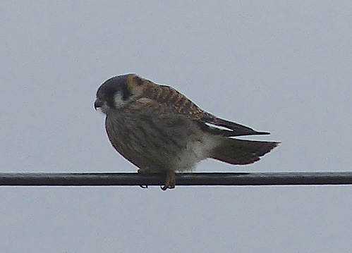 Kestrel