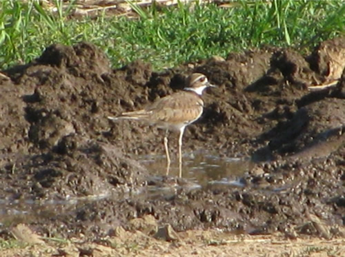 Killdeer