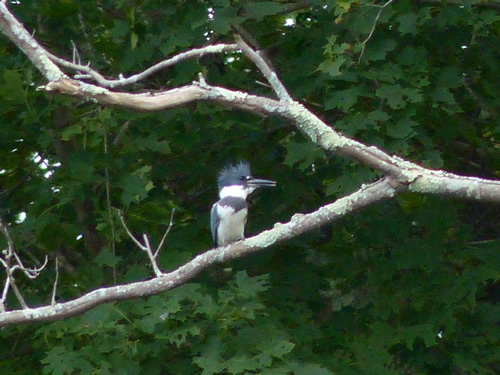 Belted Kingfisher