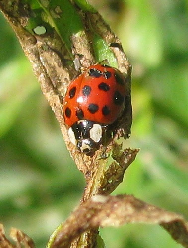 Lady Beetle